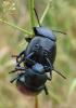 Timarcha tenebricosa